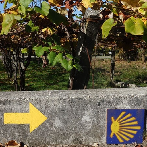 Saborea el Camino: Rutas del Vino en el Camino Francés